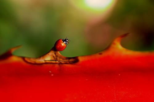 Fotografia de Fdoguzman - Galeria Fotografica: Macro - Foto: 								