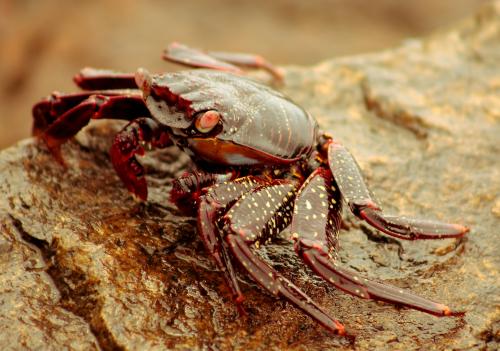 Fotografia de Fdoguzman - Galeria Fotografica: Macro - Foto: 								