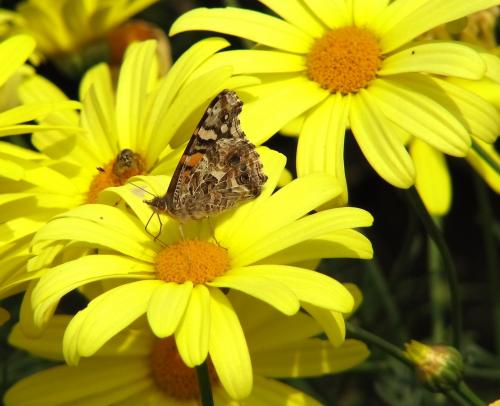 Fotografia de Fdoguzman - Galeria Fotografica: Macro - Foto: 								