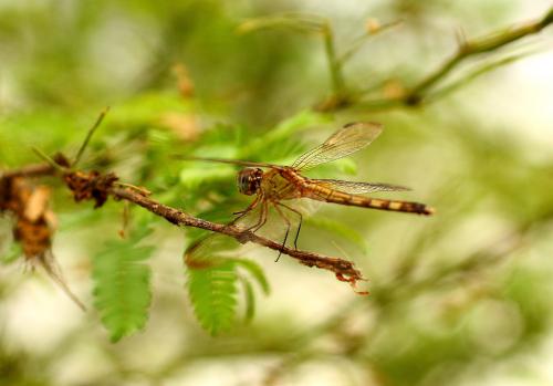 Fotografia de Fdoguzman - Galeria Fotografica: Macro - Foto: 								