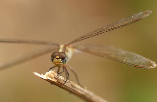 Fotografia de Fdoguzman - Galeria Fotografica: Macro - Foto: 								
