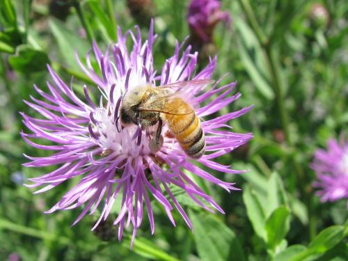 Fotografia de Fdoguzman - Galeria Fotografica: Macro - Foto: 								