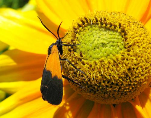 Fotografia de Fdoguzman - Galeria Fotografica: Macro - Foto: 								