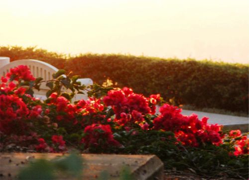 Fotografia de icono - Galeria Fotografica: ATARDECERES - Foto: DESPEDIDA III