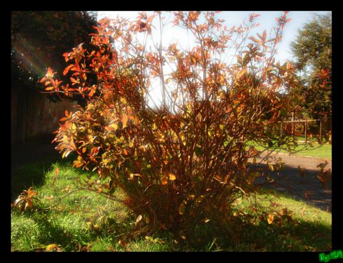 Fotografia de Estefania - Galeria Fotografica: Naturaleza - Foto: 