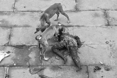 Fotografia de alfonso dominguez IMAGE - Galeria Fotografica: Realidad Emergente - Foto: Realidad Emergente