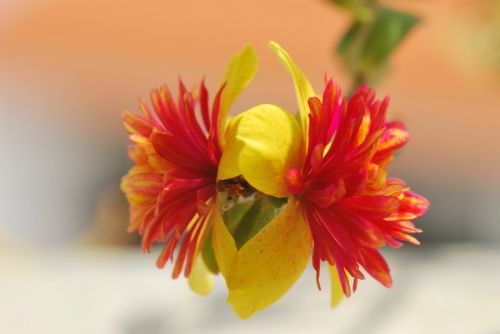 Fotografia de Gerardo  - Galeria Fotografica: Macro - Foto: Twins