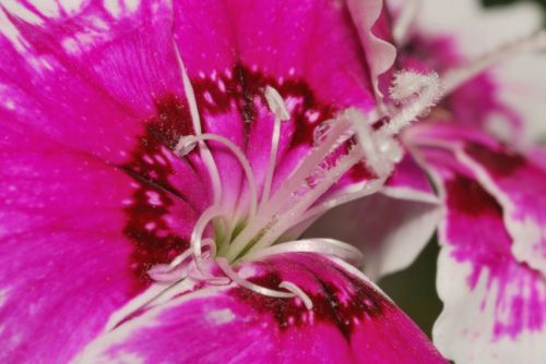 Fotografia de Gerardo  - Galeria Fotografica: Macro - Foto: Petalos