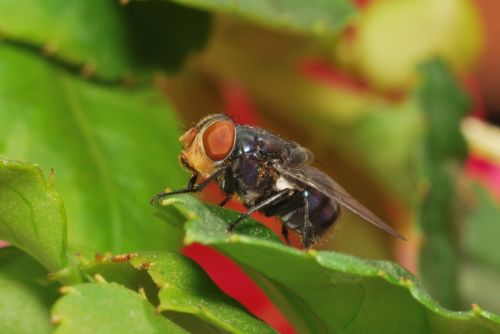 Fotografia de Gerardo  - Galeria Fotografica: Macro - Foto: Fly