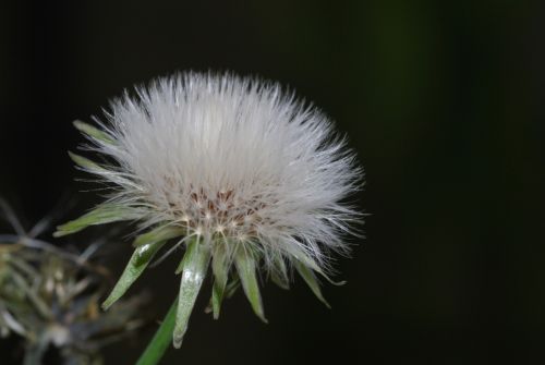 Fotografia de Gerardo  - Galeria Fotografica: Macro - Foto: Fibra Optica Natural