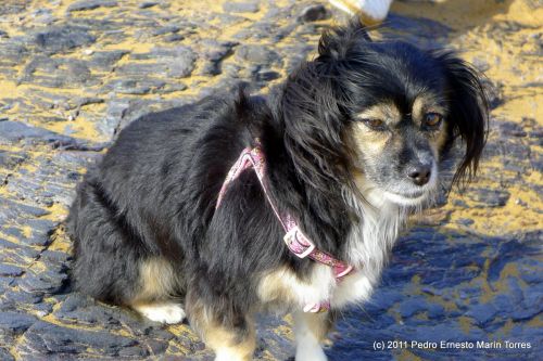 Fotografia de Pedro E. Marn Torres - Galeria Fotografica: Calblanque - Foto: 