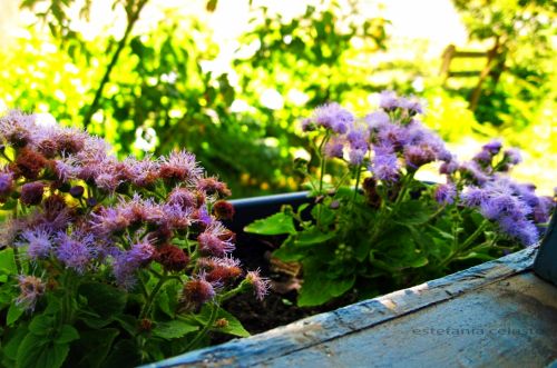 Fotografia de Estefania - Galeria Fotografica: Naturaleza - Foto: 