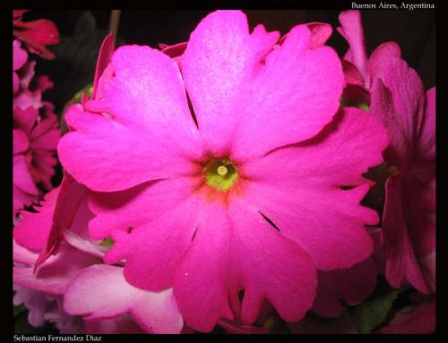 Fotografia de Sebas - Galeria Fotografica: Patagonia - Foto: Flor de mi patio