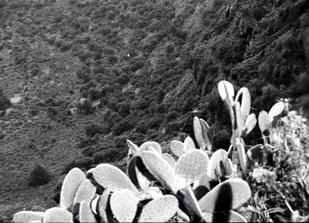 Fotografia de cecilio - Galeria Fotografica: Las Palmas de Gran Canaria - Foto: El Crater del volcan de Bandama