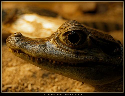 Fotografia de Capuga - Galeria Fotografica: seleccion - Foto: Cortauas