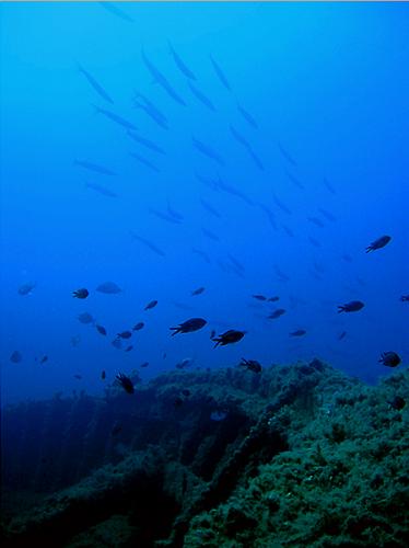 Fotografia de Capuga - Galeria Fotografica: seleccion - Foto: Barracudas