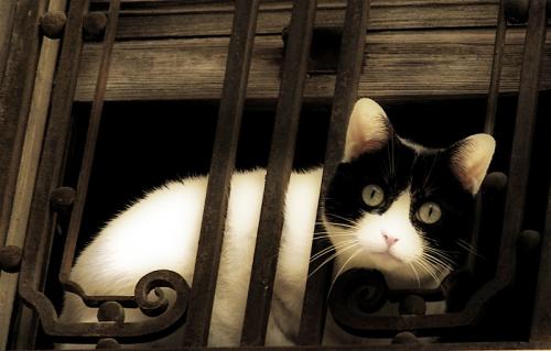 Fotografia de Capuga - Galeria Fotografica: seleccion - Foto: Asomate a la ventana