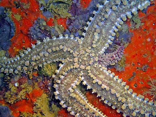 Fotografia de Capuga - Galeria Fotografica: seleccion - Foto: Regeneracin