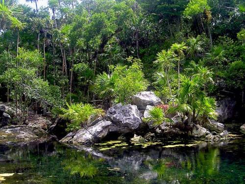 Fotografia de Capuga - Galeria Fotografica: seleccion - Foto: Selva