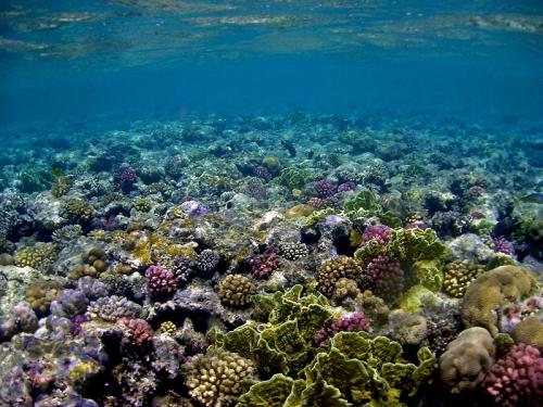 Fotografia de Capuga - Galeria Fotografica: seleccion - Foto: Coral Reef