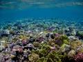 Fotos de Capuga -  Foto: seleccion - Coral Reef