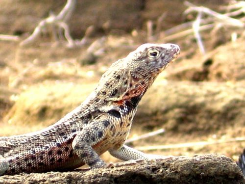 Fotografia de JORGE SALIM - Galeria Fotografica: EL PARAISO DE DARWIN - Foto: lagartija de lava