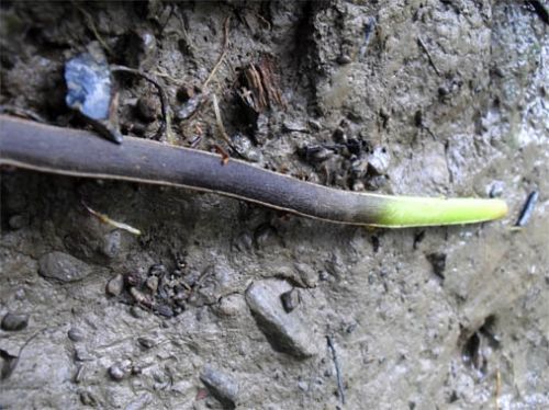 Fotografia de ARMANDO - Galeria Fotografica: AL NATURAL2 - Foto: 