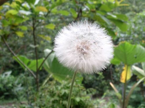 Fotografia de ARMANDO - Galeria Fotografica: AL NATURAL2 - Foto: 