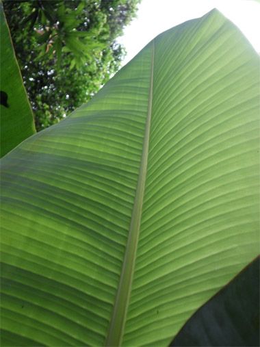 Fotografia de ARMANDO - Galeria Fotografica: AL NATURAL2 - Foto: 