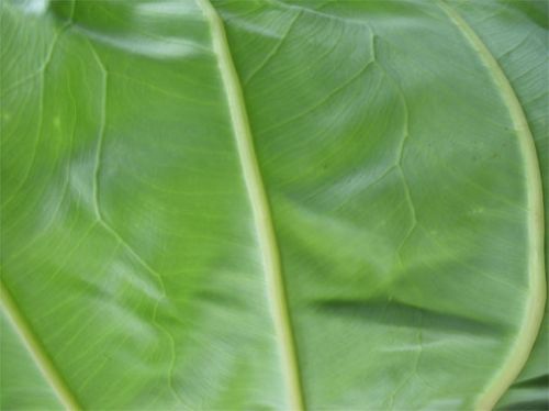 Fotografia de ARMANDO - Galeria Fotografica: AL NATURAL2 - Foto: 