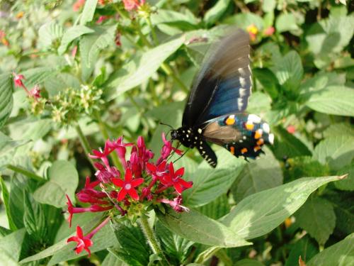 Fotografia de ru - Galeria Fotografica: oidp - Foto: mariposa