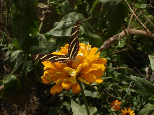 Fotografia de ru - Galeria Fotografica: oidp - Foto: mariposa