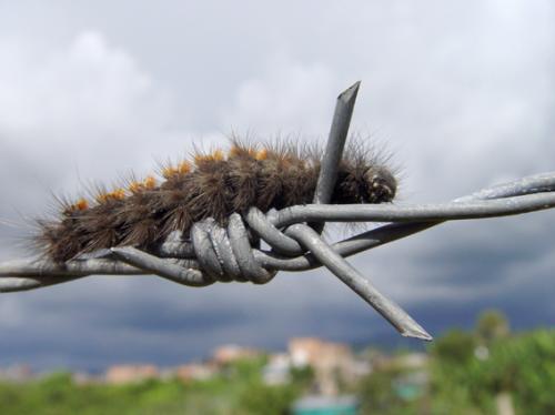 Fotografia de Alvaro Camacho Andrade - Galeria Fotografica: HOMENAJE A LA SONRISA - Foto: CAMINO CON ESPINAS								