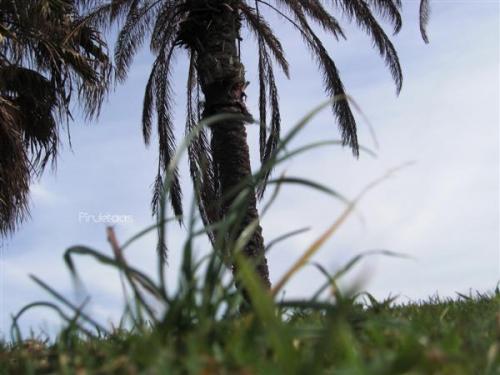 Fotografia de Mara - Galeria Fotografica: Pasin? - Foto: 