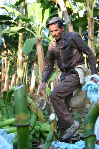 Fotografia de Ardilla PRO - Galeria Fotografica: Naturaleza y Agro - Foto: Gente del Platano I
