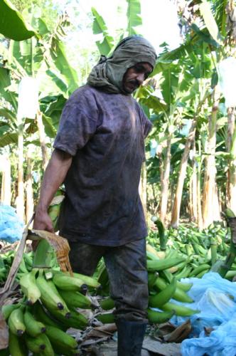 Fotografia de Ardilla PRO - Galeria Fotografica: Naturaleza y Agro - Foto: Gente del Platano III