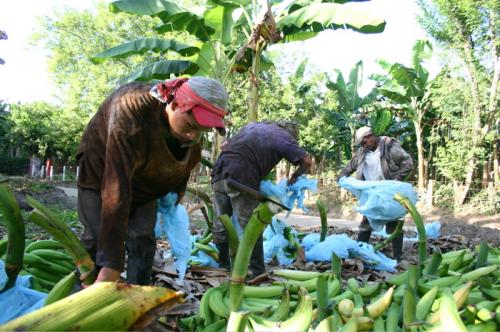 Fotografia de Ardilla PRO - Galeria Fotografica: Naturaleza y Agro - Foto: Gente del Platano IV