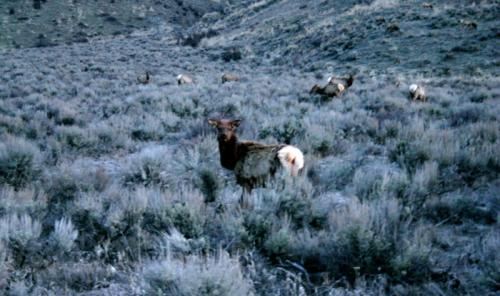 Fotografia de Ardilla PRO - Galeria Fotografica: Naturaleza y Agro - Foto: Venado de cola blanca