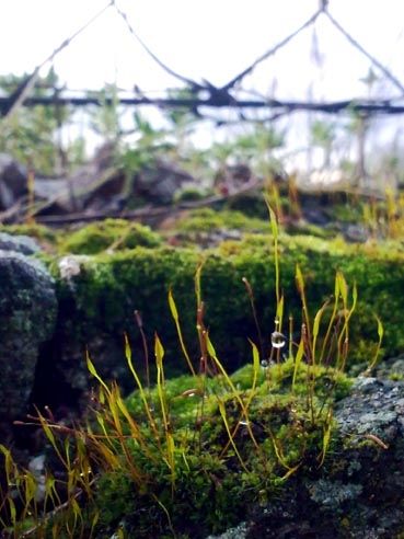 Fotografia de Mira - Galeria Fotografica: Sin titulo - Foto: 