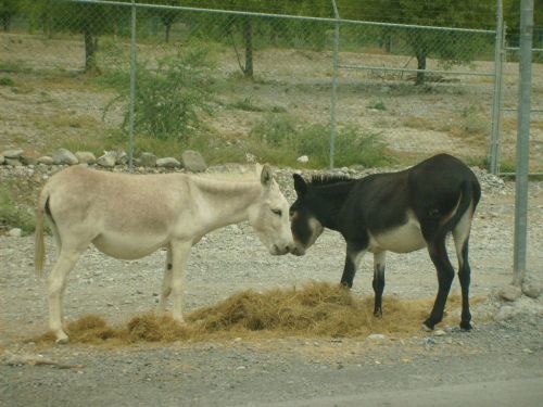 Fotografia de ricardo - Galeria Fotografica: soe al despertar - Foto: Mestizaje