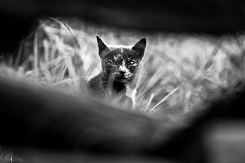 Fotografia de ANDRES MARTINEZ - Galeria Fotografica: PORTAFOLIO - Foto: 