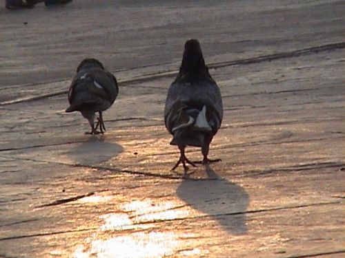 Fotografia de ricardo - Galeria Fotografica: soe al despertar - Foto: Acompaandola a tomar el SOL!!!