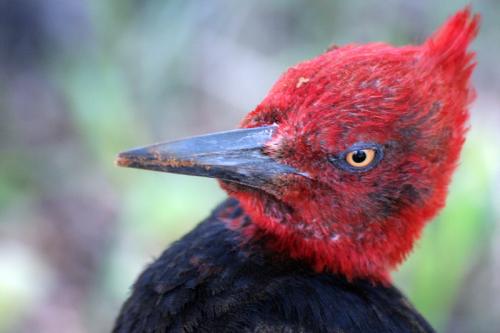Fotografia de c3 - Galeria Fotografica: Patagonia - Foto: Carpintero en el camino del treking al Fitz Roy