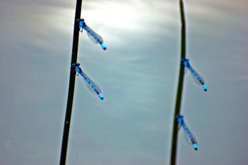 Fotografia de santi castro - Galeria Fotografica: Rinconcito cataln - Foto: se posa