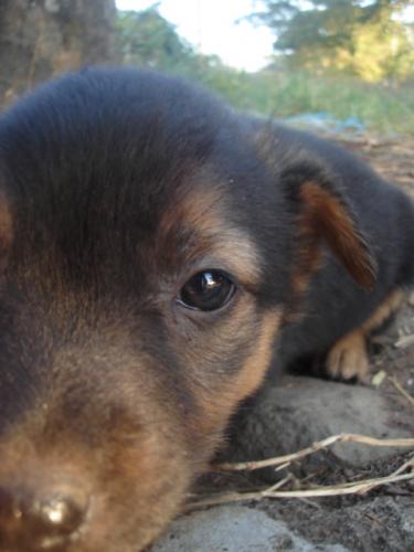 Fotografia de ru - Galeria Fotografica: dog - Foto: 