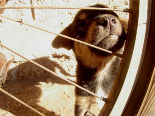 Fotografia de ru - Galeria Fotografica: dog - Foto: 