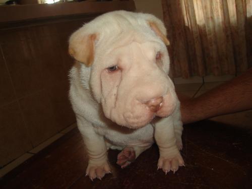 Fotografia de ru - Galeria Fotografica: dog - Foto: guera