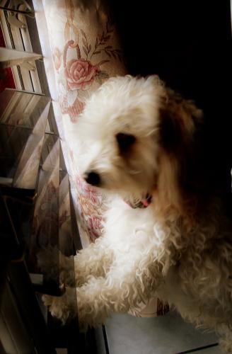 Fotografia de ru - Galeria Fotografica: dog - Foto: petunia