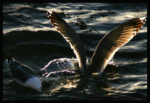 Fotografia de Marcos L.G - Galeria Fotografica: Las Palmas - Foto: 