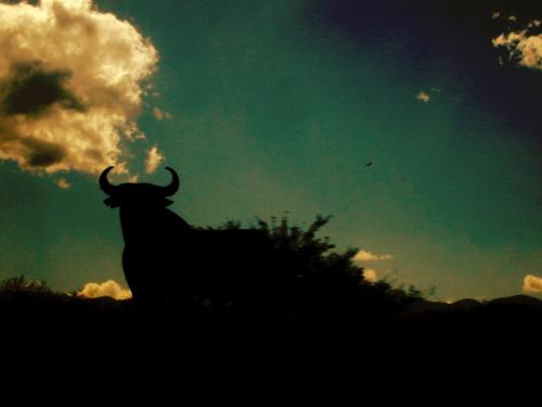 Fotografia de ru - Galeria Fotografica: whatever - Foto: toro